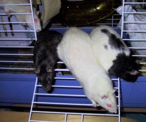 Ferret, Otter, Mouse & Mole