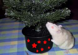 Biscuit looking for his presents under the tree