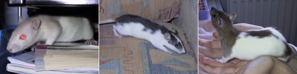 Biscuit, Badger & Willow