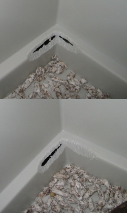 The chewed corners of the Furplast Furret Plus The two corners of the cage where the girls have been chewing
