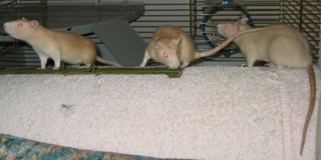 Daisy, Peach & Apricot