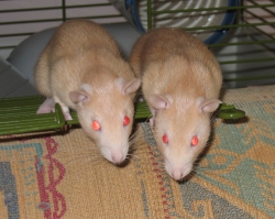 Peach & Apricot Peach & Apricot