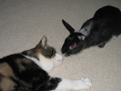 Custard & Fawn