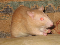Apricot