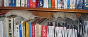 Apple and Lime explore the bookcase Apple & Lime