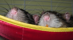 Pepper and Pippin asleep in their hammock Pepper & Pippin