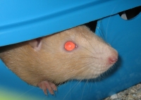 Apricot