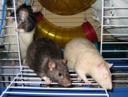 Mole, Otter & Ferret coming out of their cage Mole, Otter & Ferret