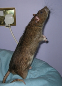 Pippin
