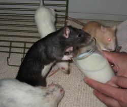 Kiwi enjoying some milk