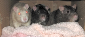 Ferret, Mole & Otter hiding in a box Ferret, Mole & Otter