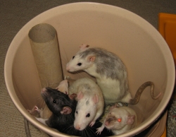 Rattie chaos in a bucket Kiwi, Sugar, Pearl & Smudge