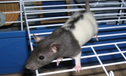 Toffee sitting on the door to his rat cage Toffee