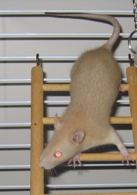 Caramel climbing in his rat cage Caramel