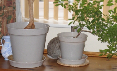 Spot the bunny. If you look carefully you can see Fern hiding behing the plant pot