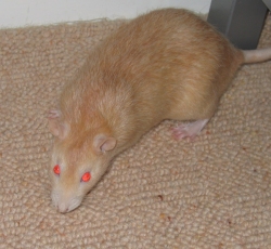 Our sweet rat, Caramel Caramel