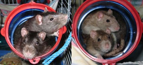 Cookie, Bourbon, Coral & Clover Cookie, Bourbon, Coral & Clover