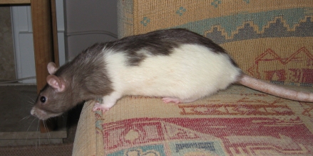 Our new arrival, Petal