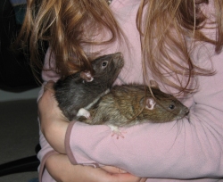 Pepper & Pippin