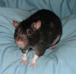 Peppet