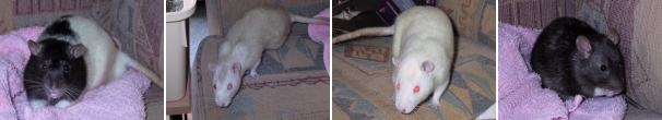 Mole, Ferret, Mouse & Otter Mole, Ferret, Mouse & Otter