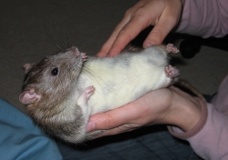 Pippin having his tummy tickled Pippin