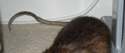The hook that formed as Pippin's tail died