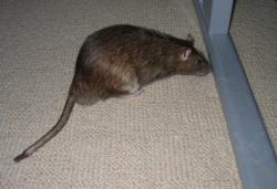 Pippin's stubby tail