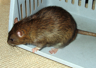 Our rat Pippin sitting in a plastic container