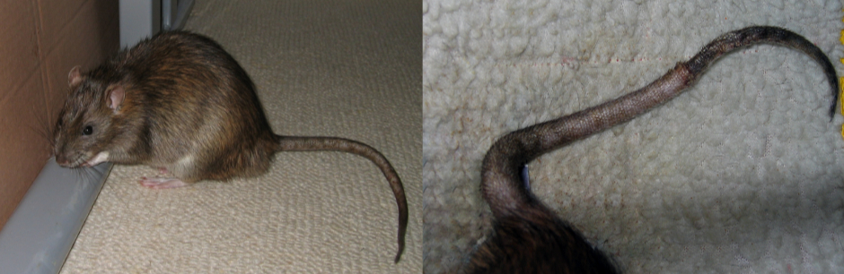 Pippins tail starting to die (left) and the hook that formed
