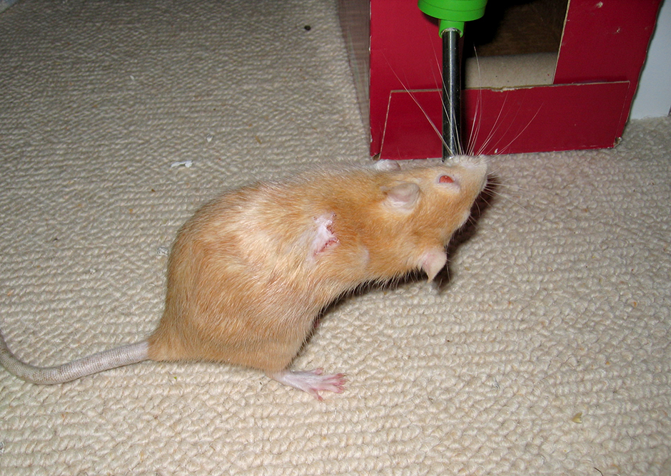 Apricot and her scab