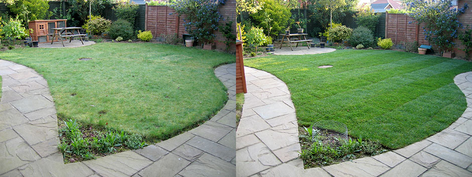 Our old lawn compared to our new freshly laid lawn Fern's old lawn on the left and her nice healthy new lawn on the right