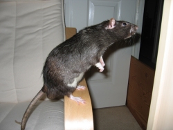 Our beautiful rat Pepper, having a look around