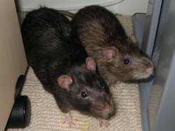 Partners in crime, our rats Pepper and Pippin Pepper and Pippin