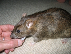 Our sweet rat Pippin enjoying a drink of milkshake Pippin
