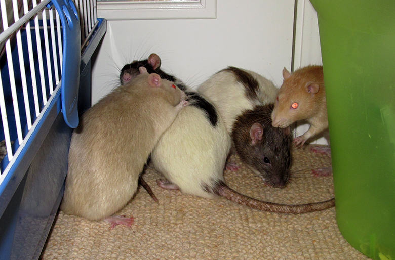 Chestnut and Conker meeting their new brothers
