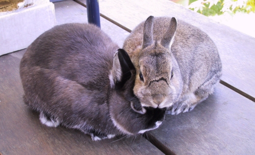 Flower & Thumper huddled together outside. Flower & Thumper