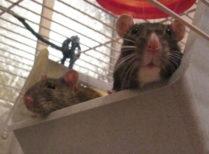 Chestnut & Conker tucked up in their new bed Chestnut & Conker