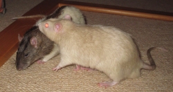 Chestnut and his new brother, Apple playing Chestnut and his new brother, Apple