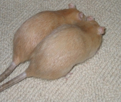 Peach and Apricot sharing a treat Peach and Apricot