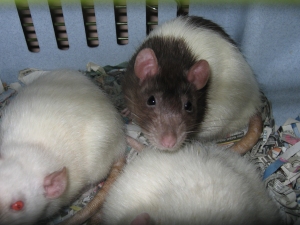 Tulip cuddled up in bed with two of her sisters Tulip cuddled up in bed with two of her sisters, Muffin and Smudge