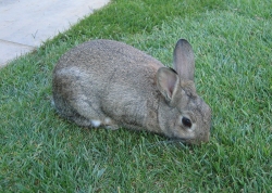Fern chomping some grass Fern enjoying her new lawn