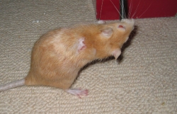 Apricot having a drink This is Apricot with the scab on her back that has been there for several months