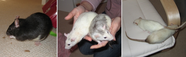 Kiwi, Sugar, Pearl, Muffin & Smudge
