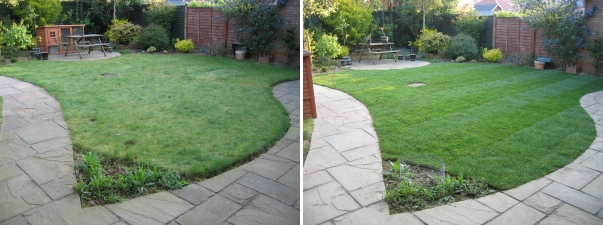 The lawn before and after Fern's old lawn on the left and her nice new healthy lawn on the right