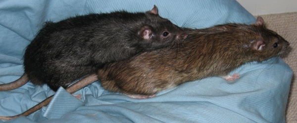 Pepper & Pippin