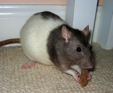 Little Tulip enjoying a bran flake