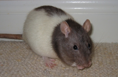 Our sweet little rat, Tulip