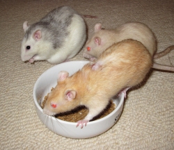 Apricot (front) with Pearl and Daisy