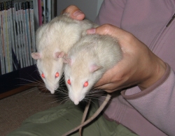 My identical boys Apple and Lime